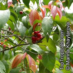 آلوی باتوکو